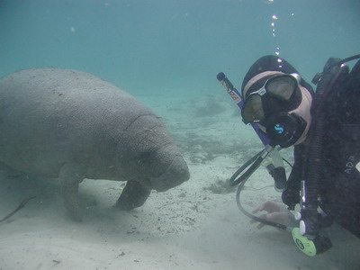 Me and a Sea Cow Calf at Three Sisters