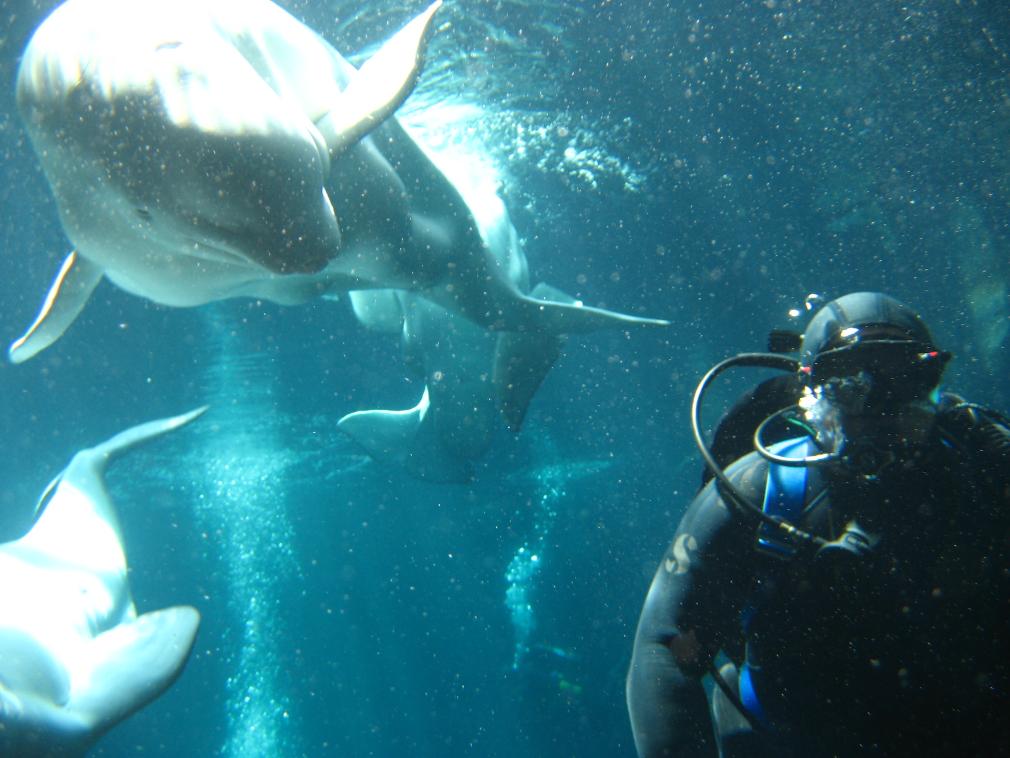 Me being stared down by Belugas