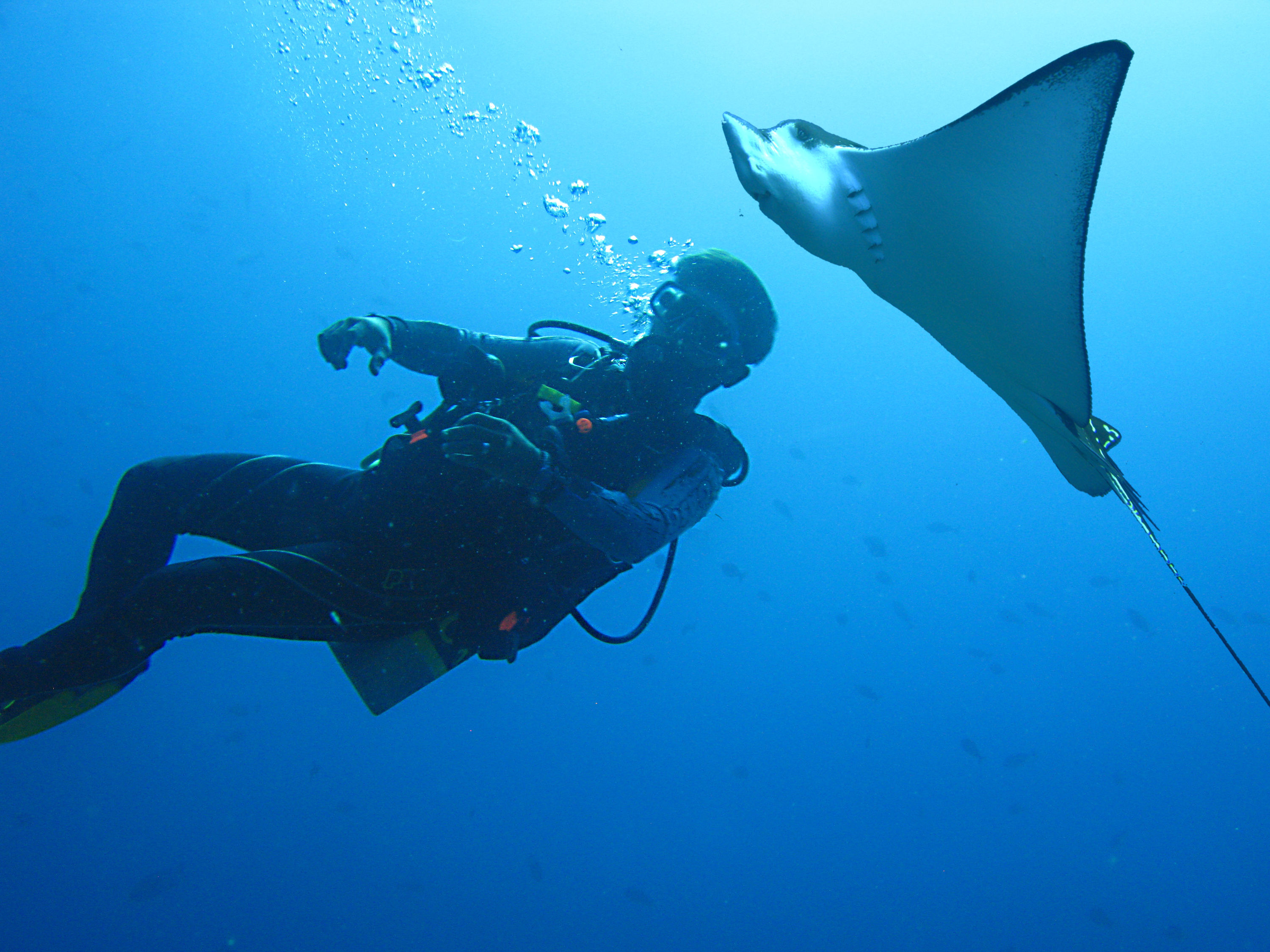 Me n eagle ray (By stefanie lernet)