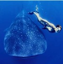 Me with Whale Shark at Guinjata Bay