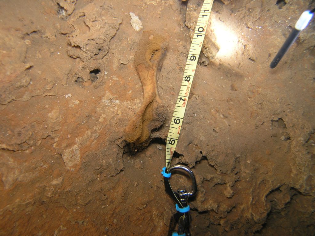 Measuring a shoulder bone on a dive at Far Side