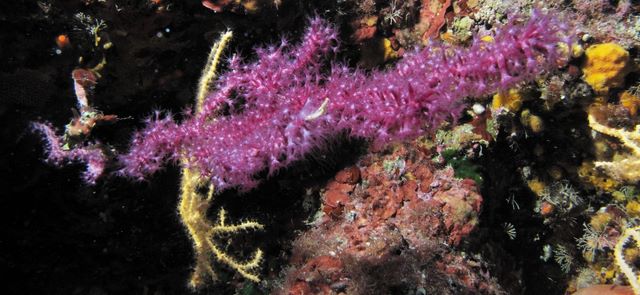 Mediterranean Sea Finger