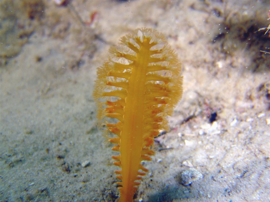 Medium Sea Pen