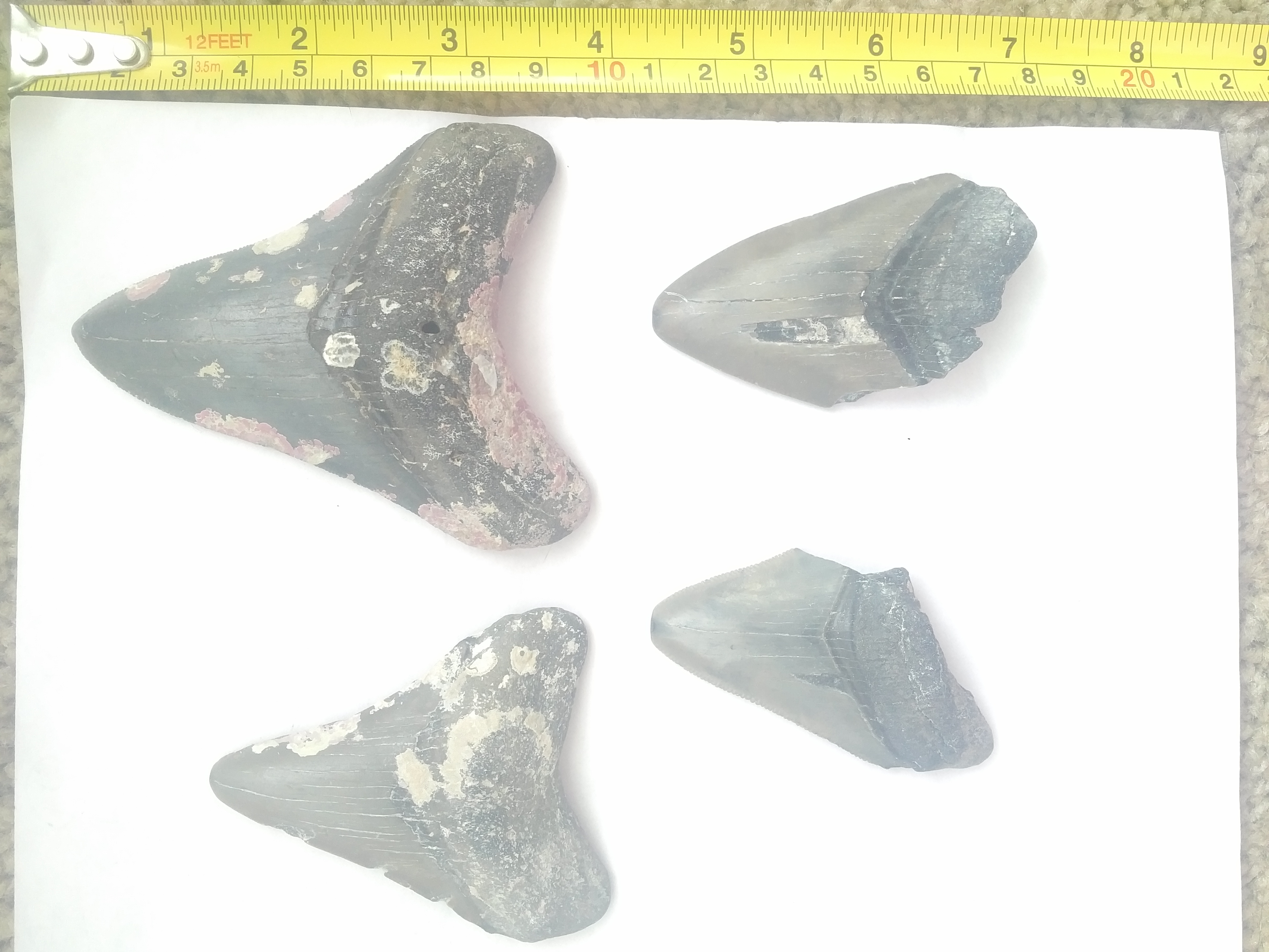 Megalodon Teeth