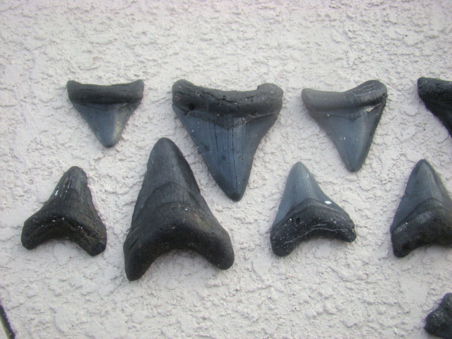 Megalodon