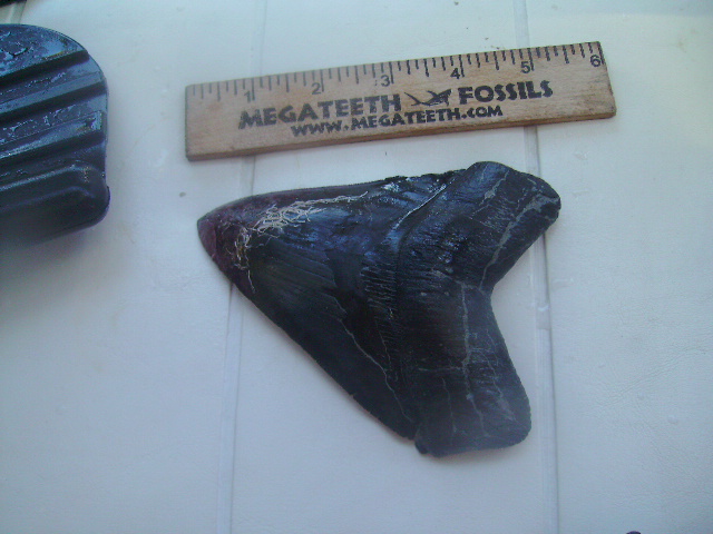 Megalodon