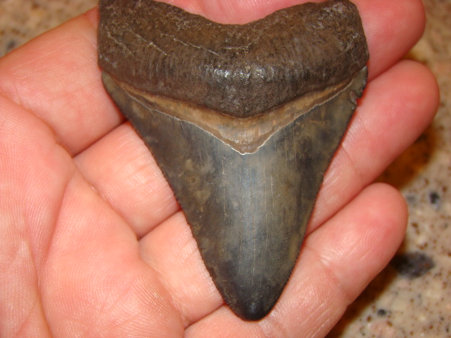 Megalodon