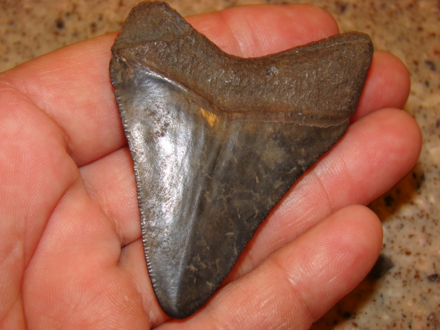 Megalodon