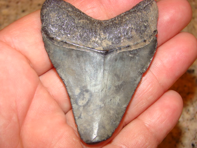 Megalodon