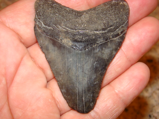 Megalodon