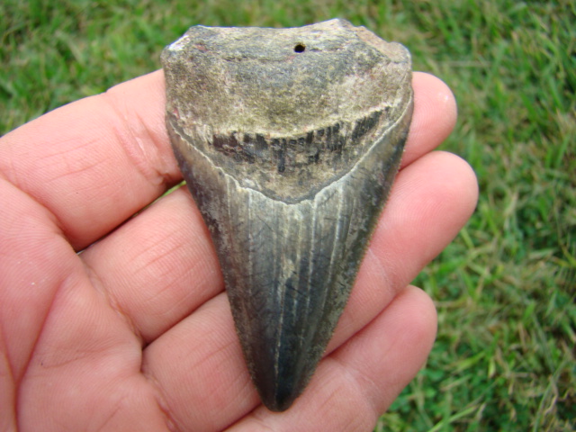 Megalodon