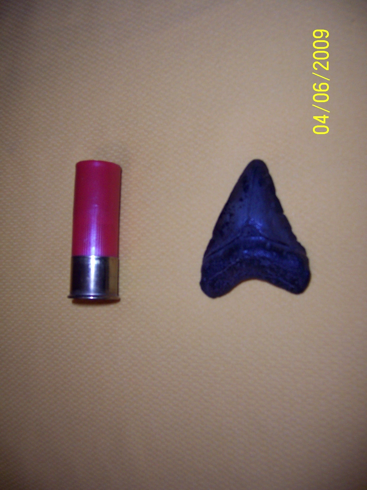 Megalodon_tooth1