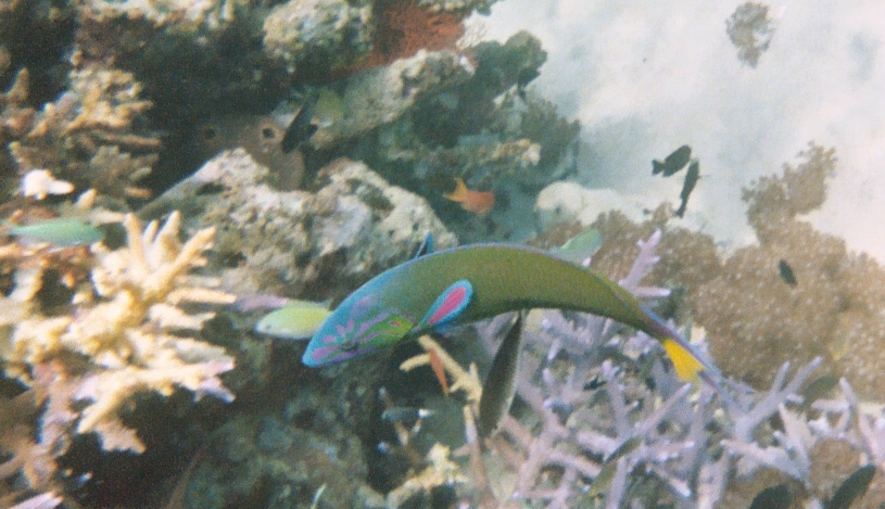 Menjangan Island, Bali