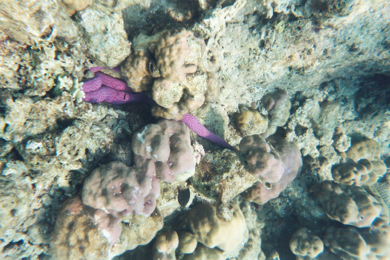 Menjangan Island, Bali