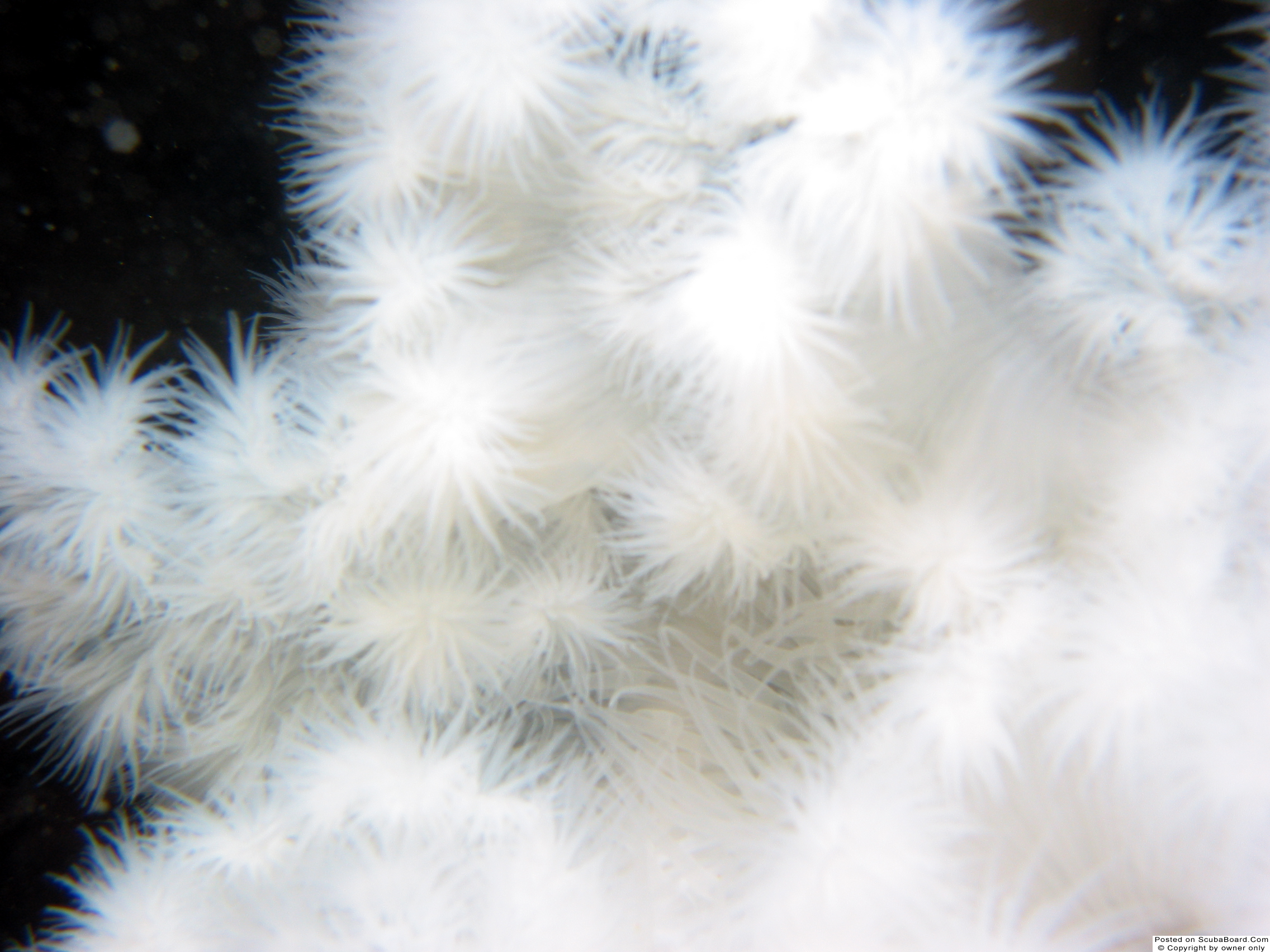 Metridium Anemone