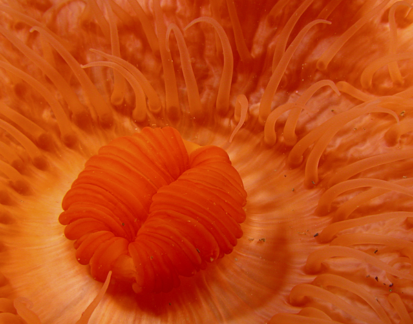 Metridium anemone