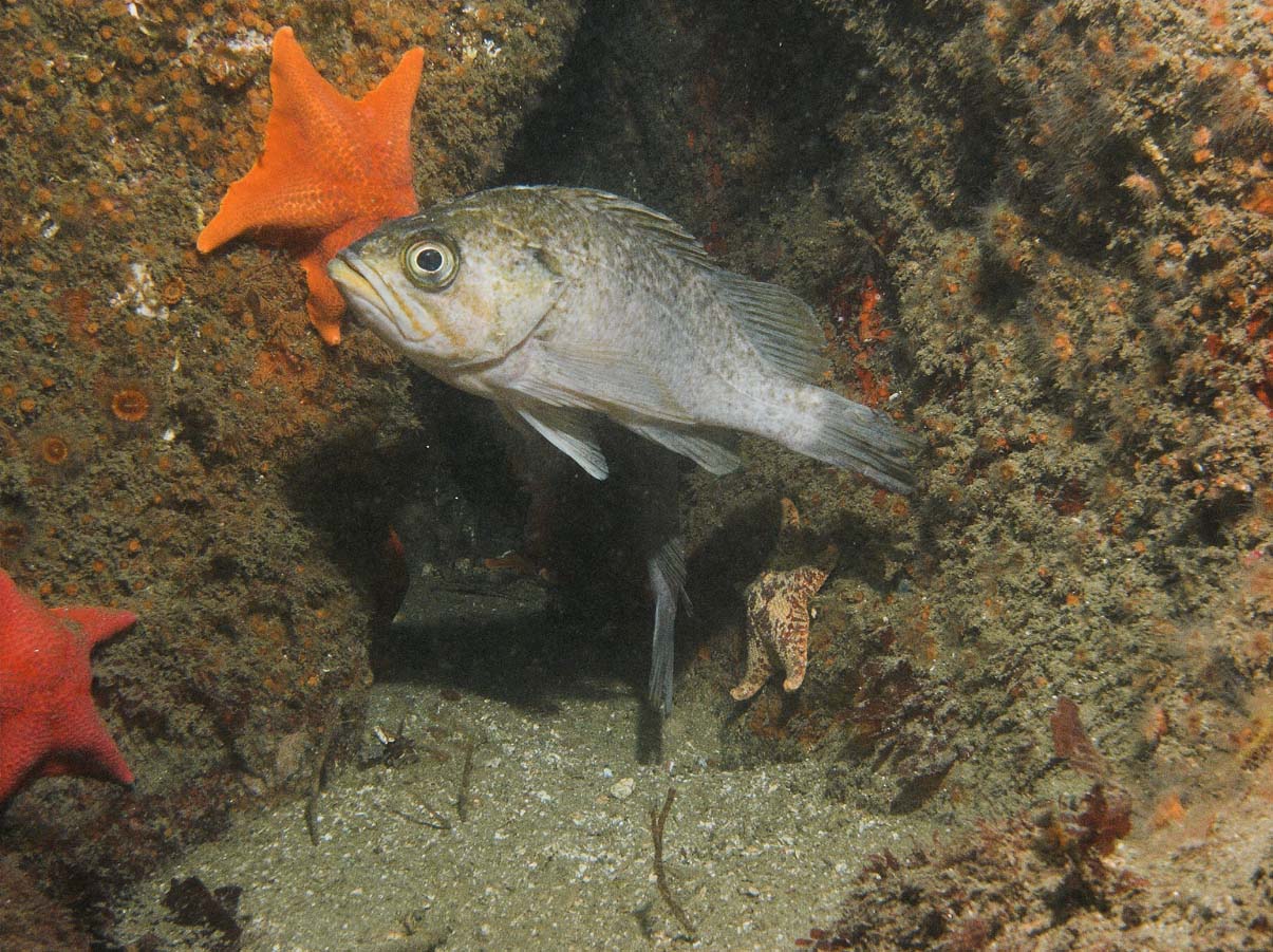 Metridium Fields and Breakwater Wall 4-15-06