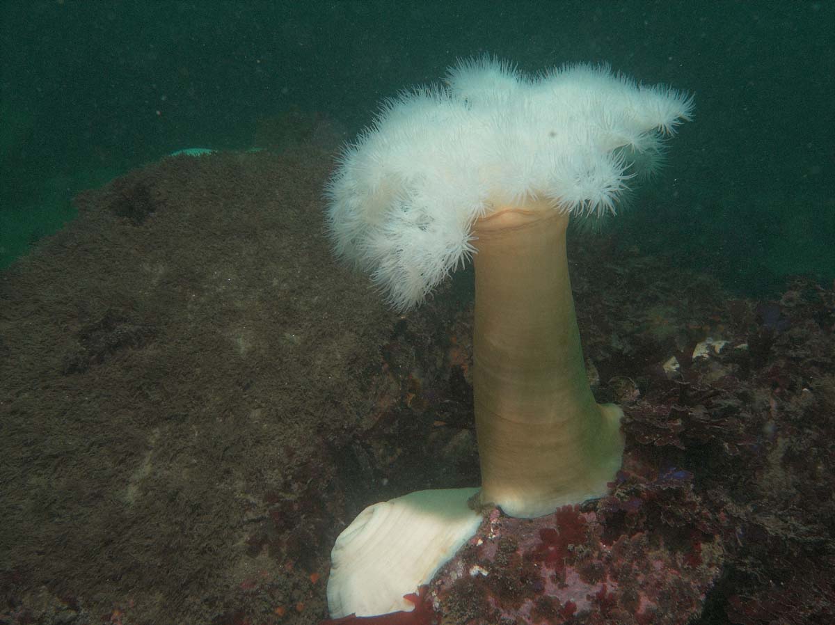 Metridium Fields and Breakwater Wall 4-15-06