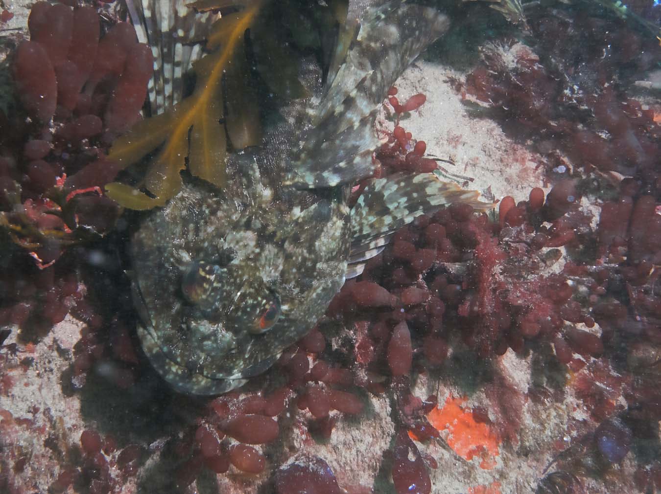 Metridium Fields and Breakwater Wall 4-15-06