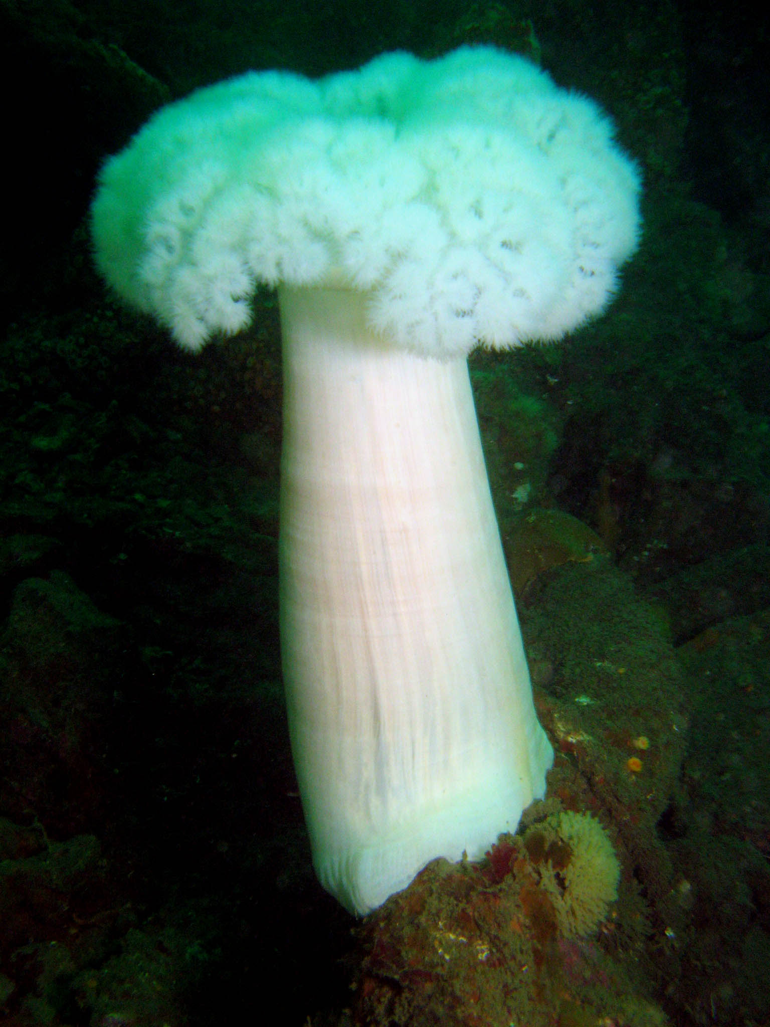 Metridium_Giant_Plumose_Anemone_