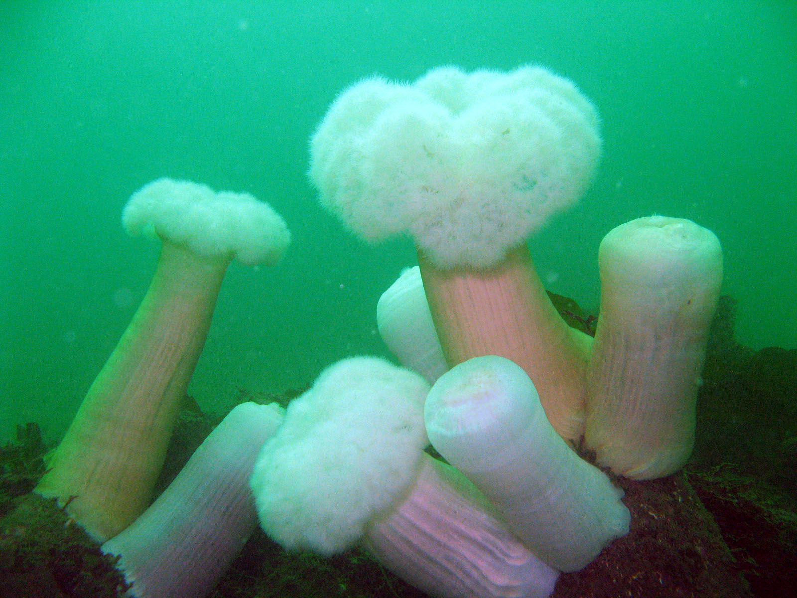 Metridium_Giant_Plumose_Anemone_Metridium_giganteum_