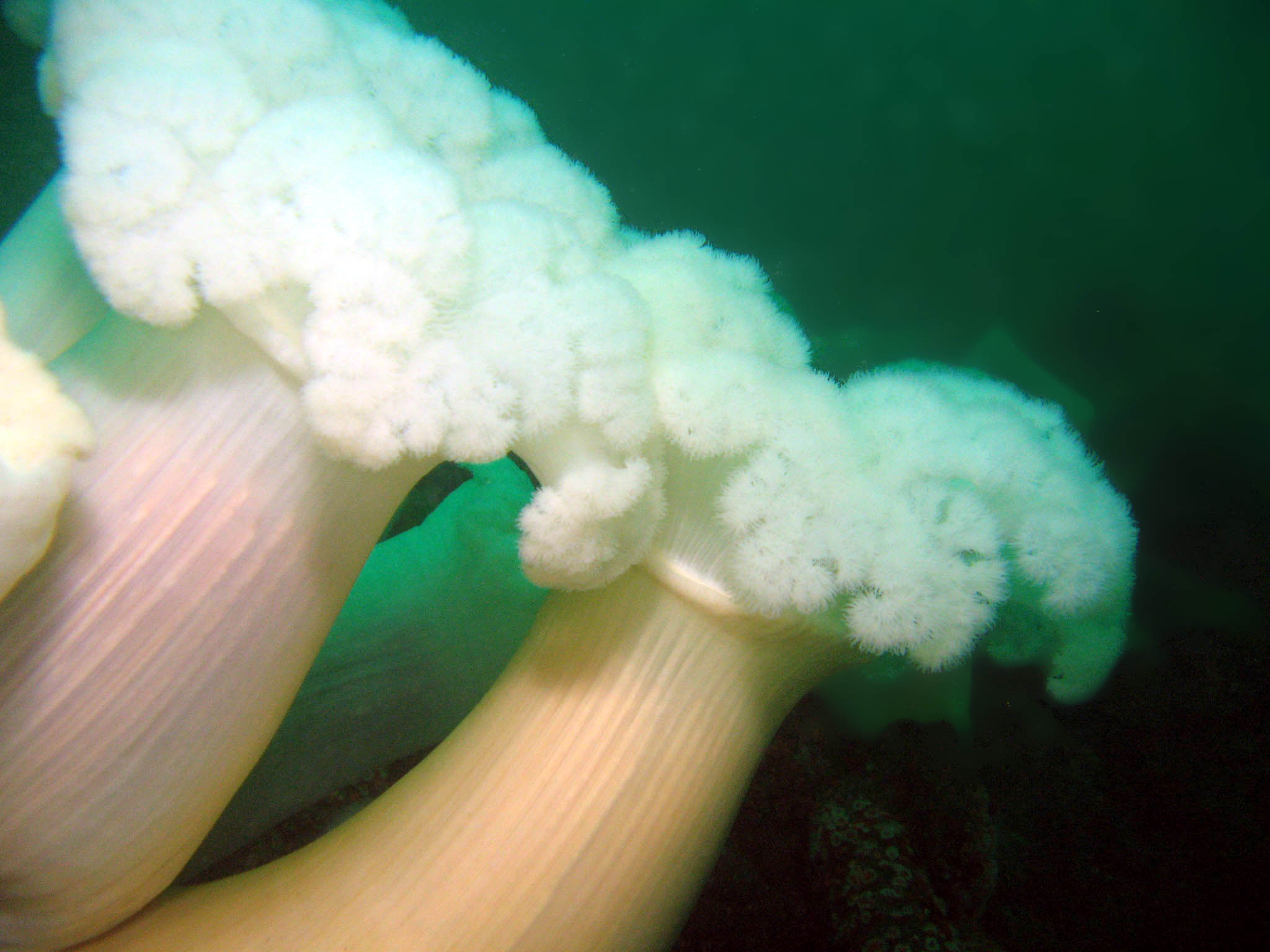 Metridium_Giant_Plumose_Anemone_Metridium_giganteum_1_