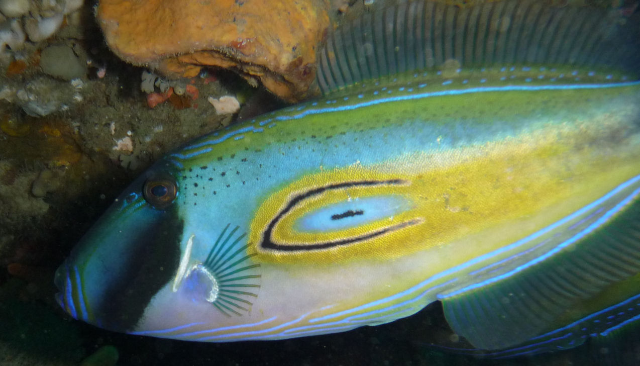 Meuschenia hippocrepis (Horseshoe leatherjacket)