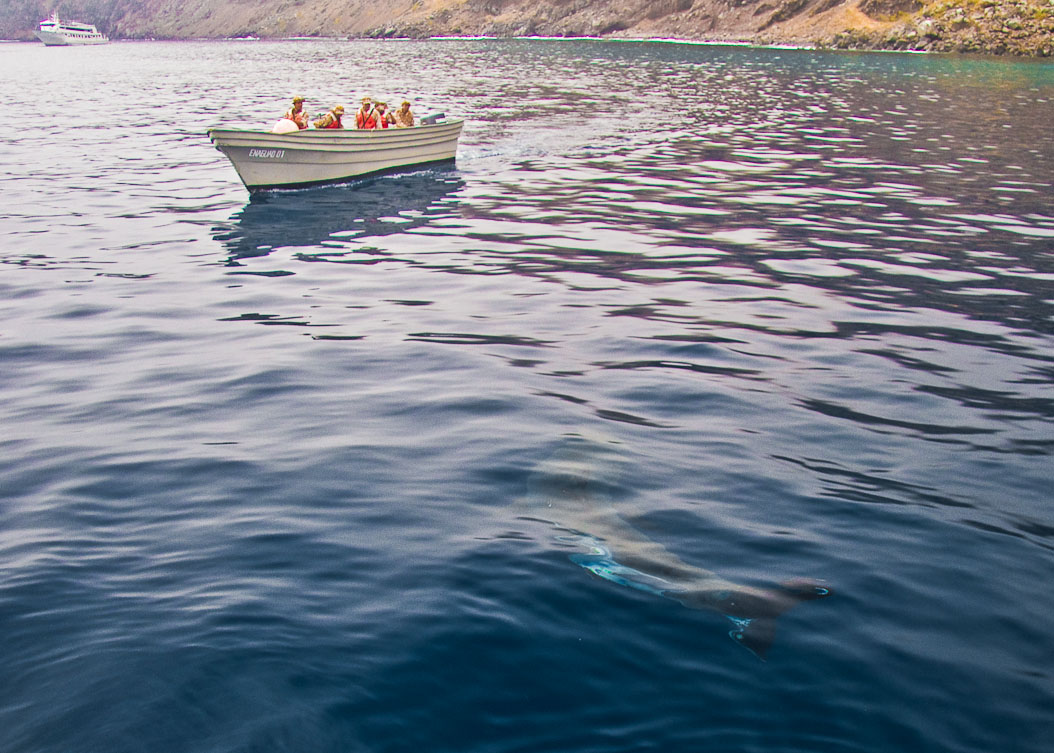 Mexican Navy at Guadalupe Island