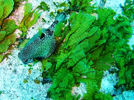 Mexico - Dives with Ben Mooney, Mayan Aqua Dives