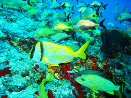 Mexico - Dives with Ben Mooney, Mayan Aqua Dives