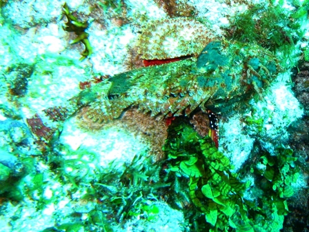 Mexico - Dives with Ben Mooney, Mayan Aqua Dives