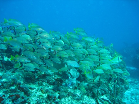 Mexico - Dives with Ben Mooney, Mayan Aqua Dives