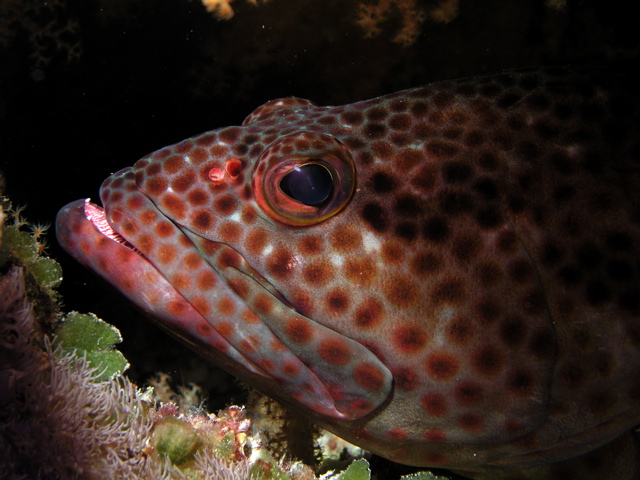 Micronesia