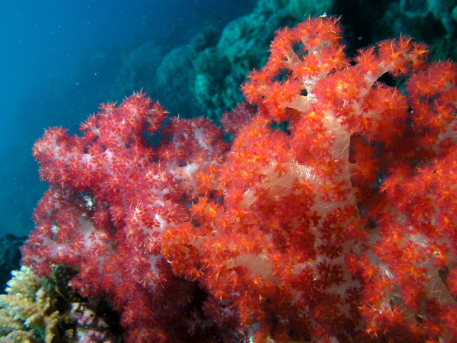 Micronesia