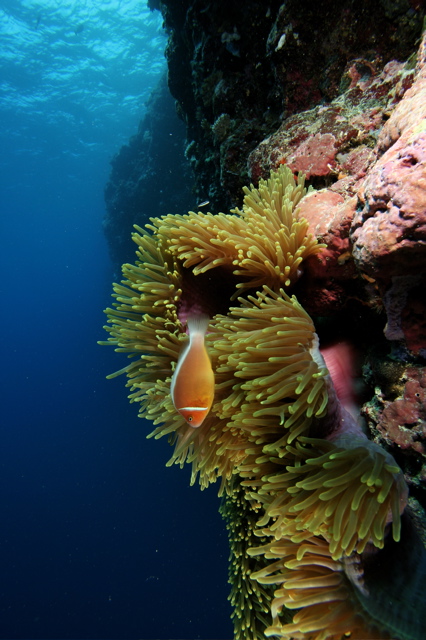 Micronesia