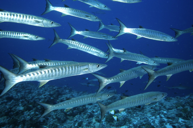 Micronesia