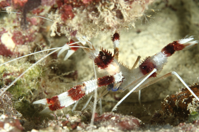 Micronesia