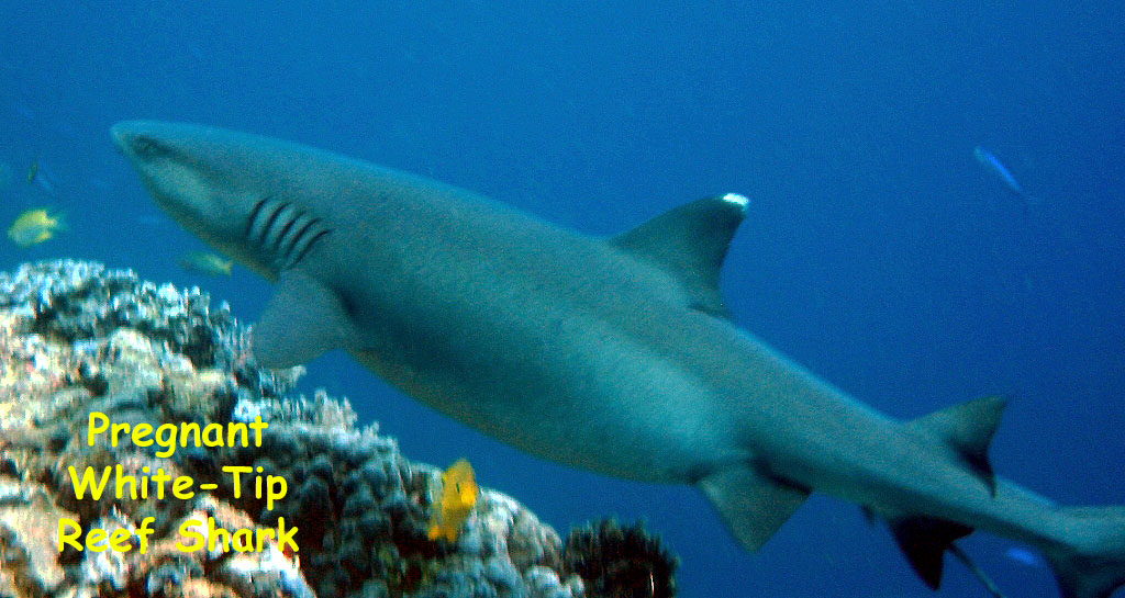 Mid-Reef, Sipadan