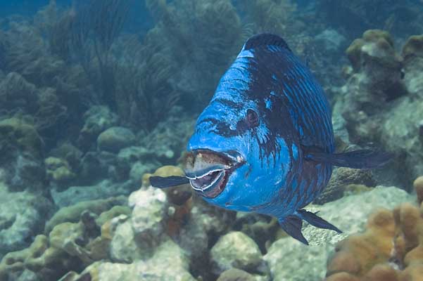 Midnight parrot fish