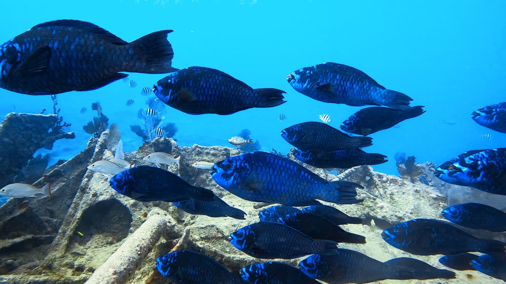 Midnight parrotfish (Scarus coelestinus)