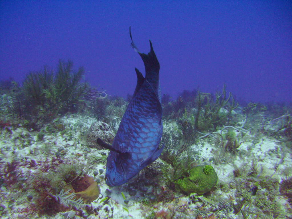 Midnight Parrotfish