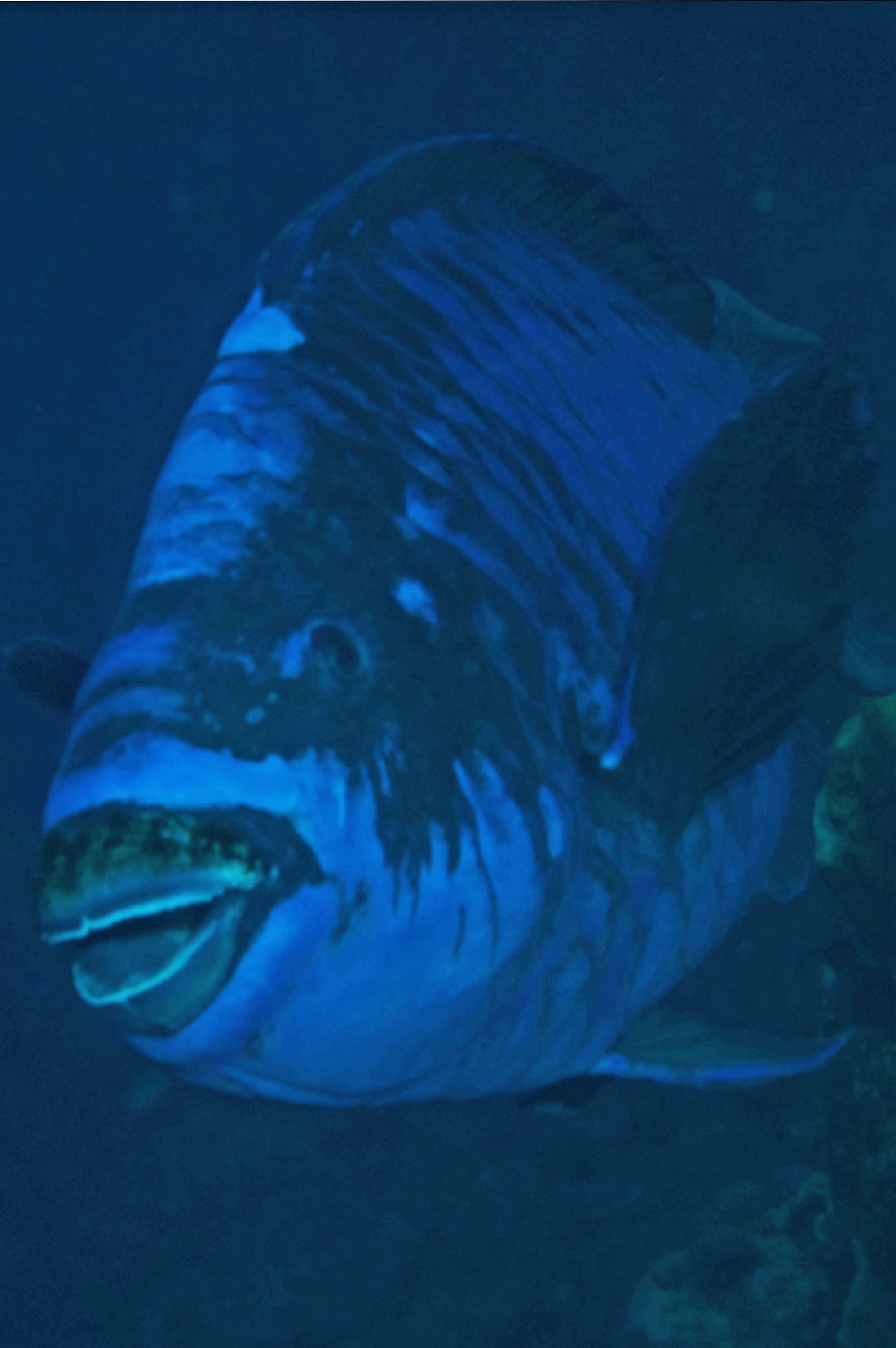 Midnight Parrotfish