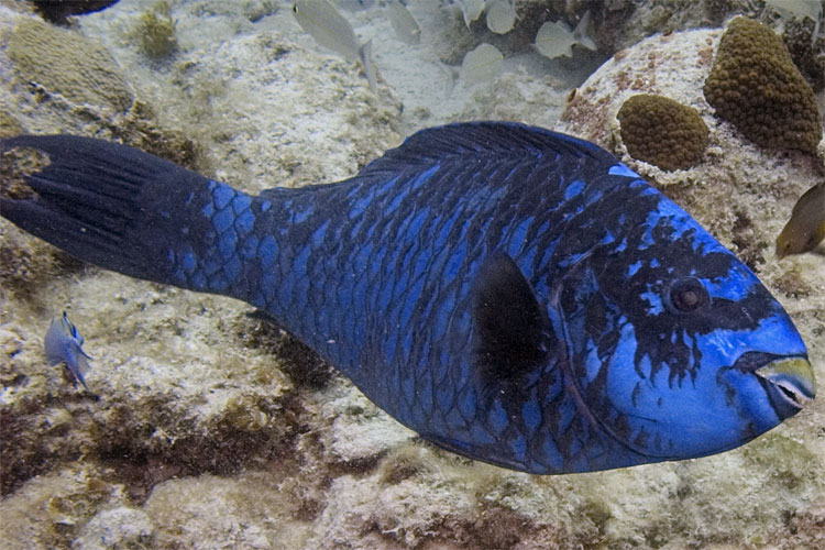 Midnight Parrotfish