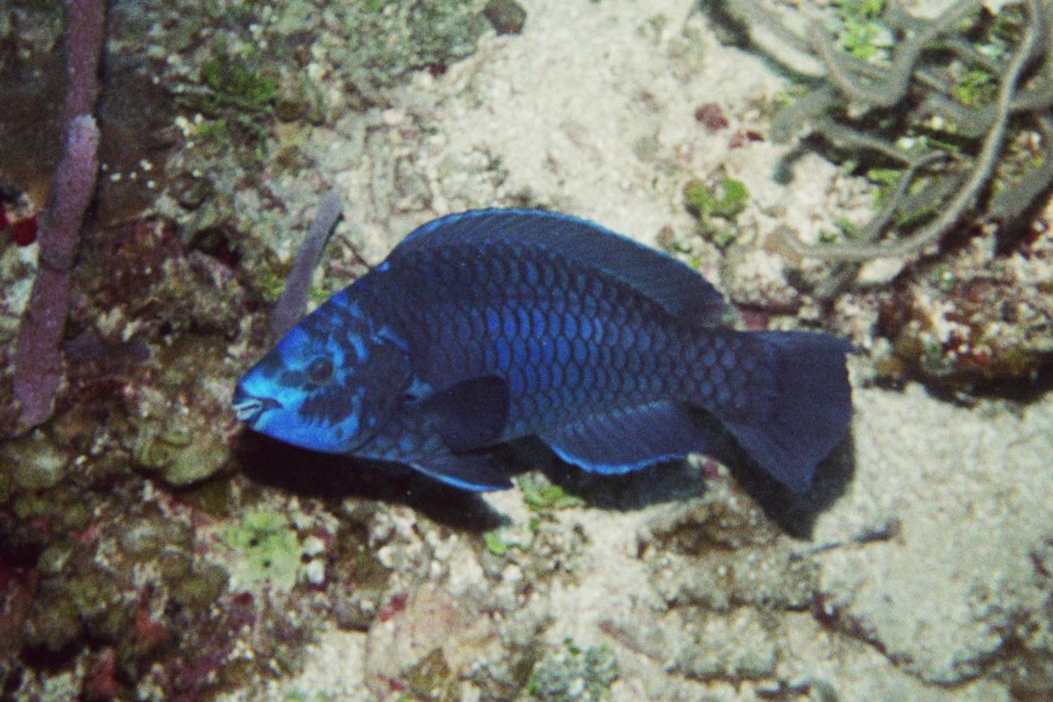 Midnight Parrotfish