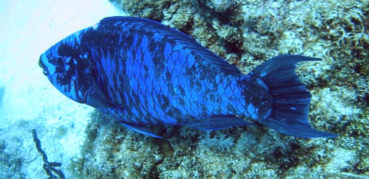 Midnight Parrotfish