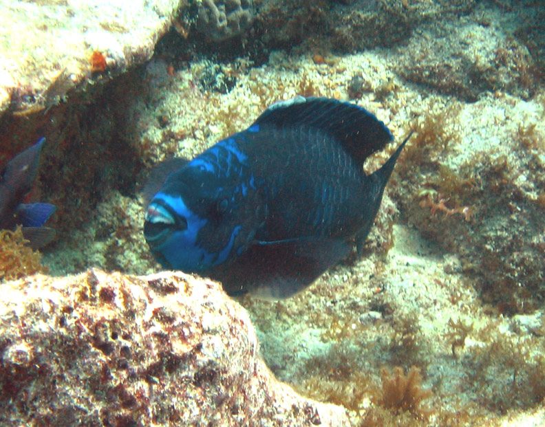 Midnight Parrotfish