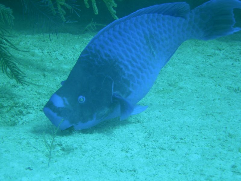 Midnight_Parrotfish