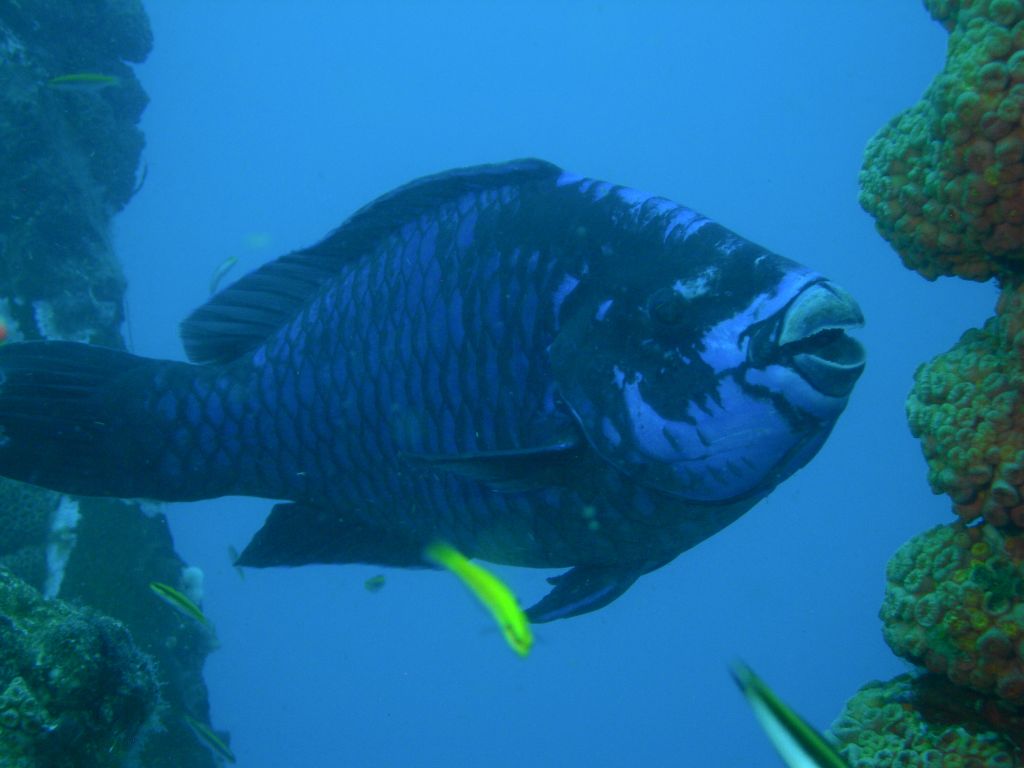 Midnight_Parrotfish