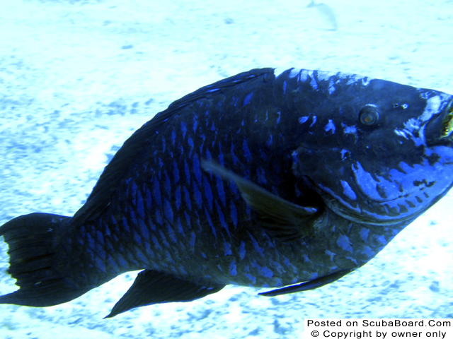 midnight_parrotfish_thumb