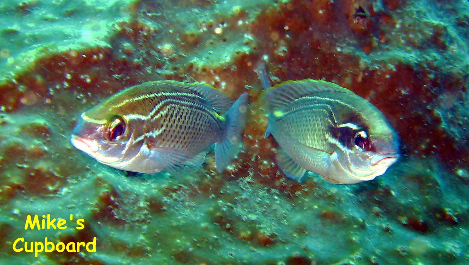 Mike's Cupboard, Tofo Beach, Mozambique